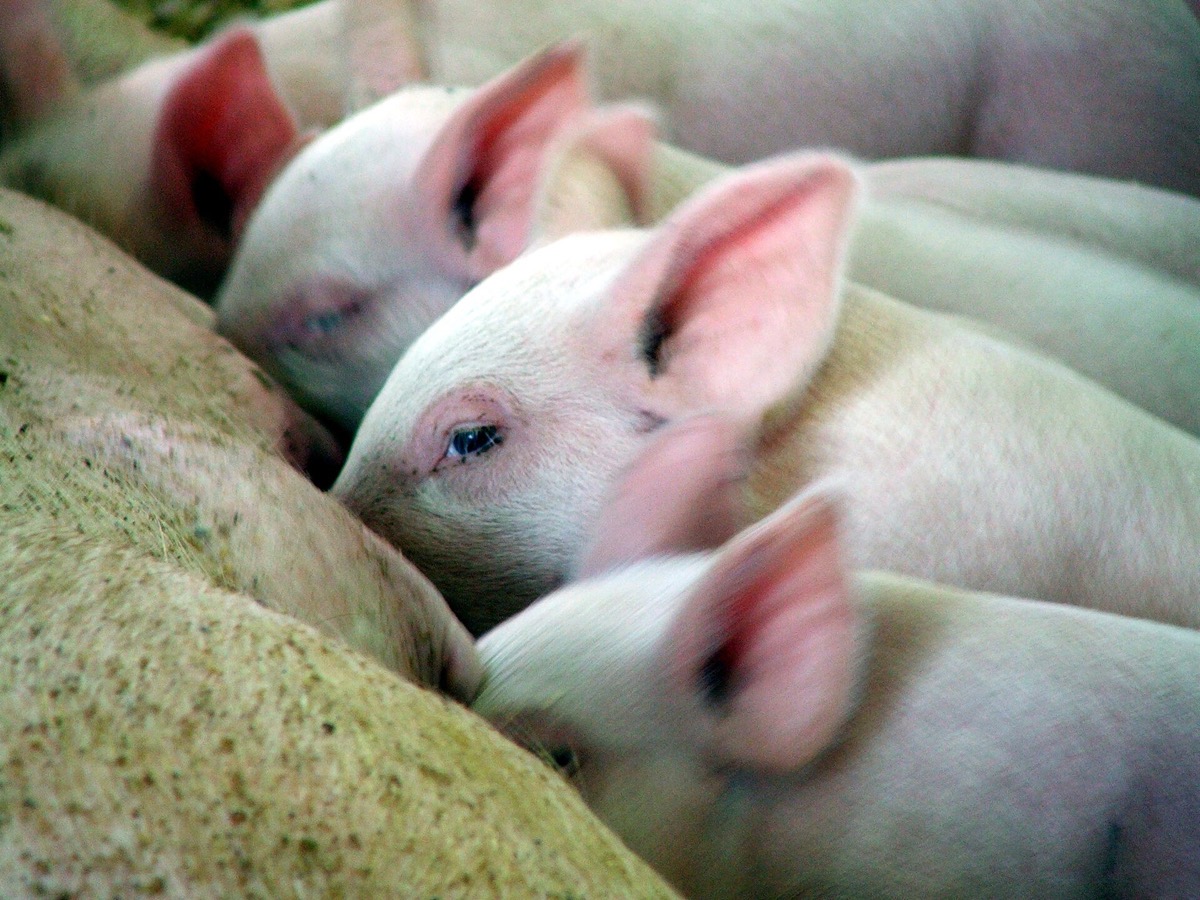 A pink piglet resting its head among its siblings