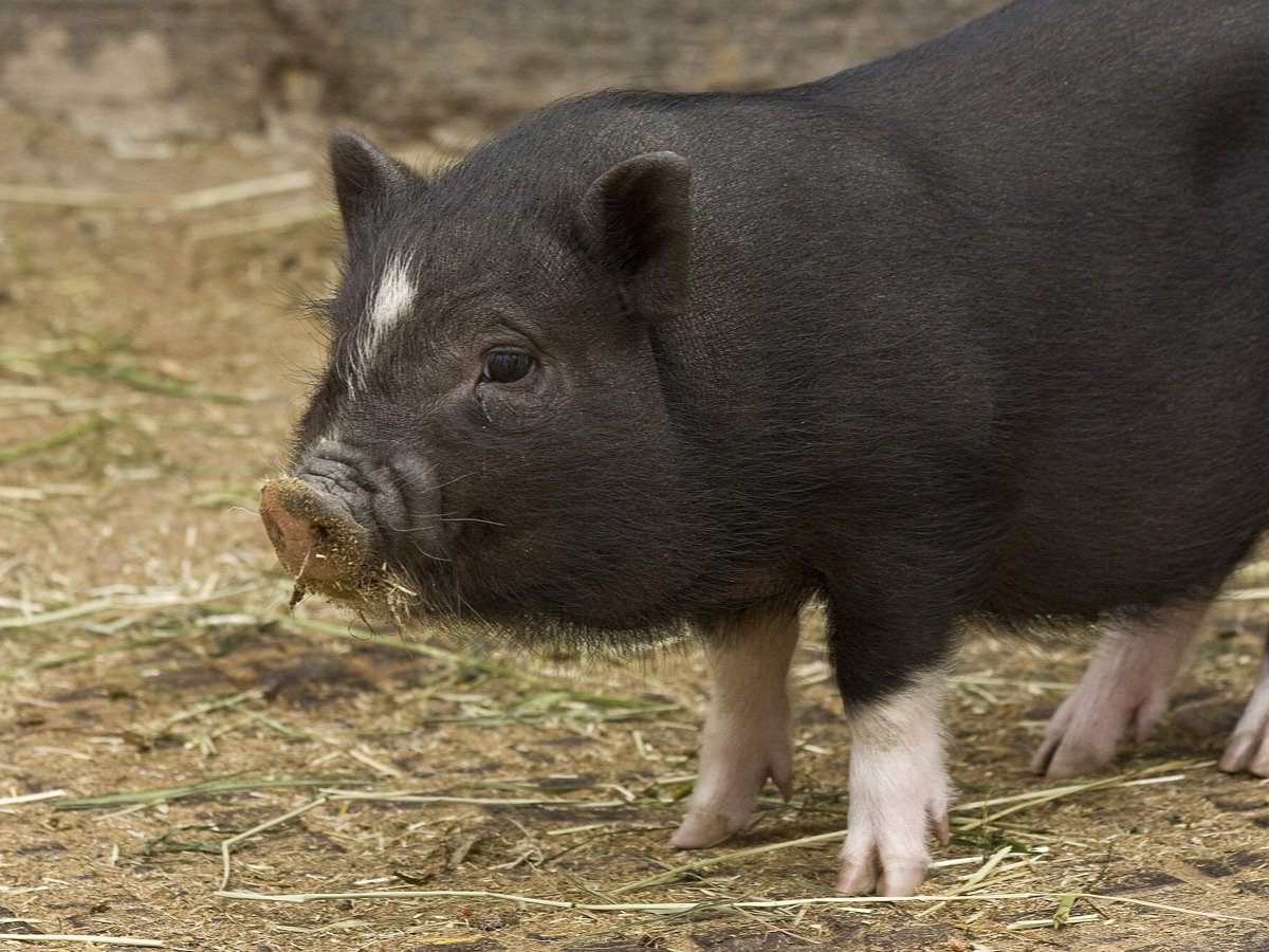 A black miniature pig with a white blaze, walking